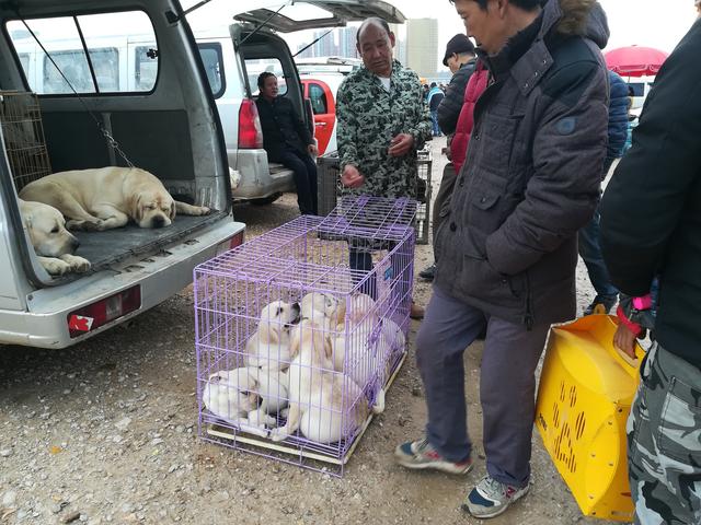广东拉布拉多幼犬200元出售（饲养场商贩低价出售拉布拉多）(2)