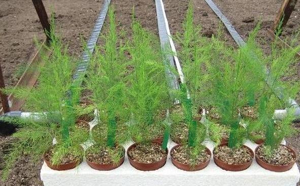 芦笋的盆栽的种植方法（有哪些技术要点需掌握）(3)