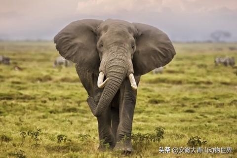 关于大象的一些有趣事实（这些关于大象的小秘密你们知道吗）(12)