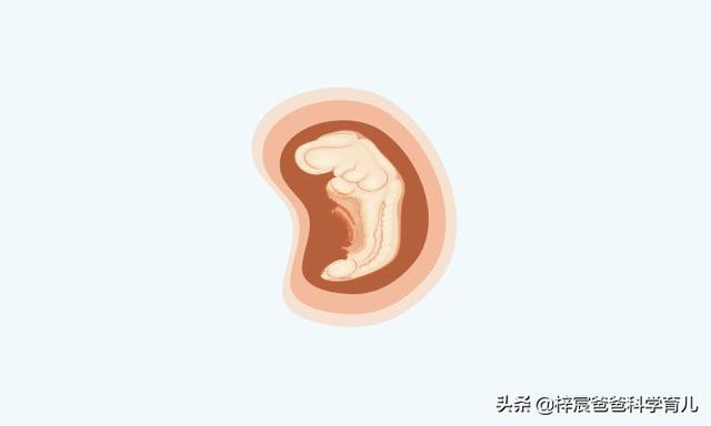 怀孕十个月胎儿身体变化（孕妇和胎儿每天都会发生着变化）