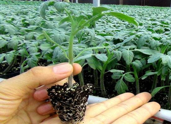 西红柿几月份种植最好（西红柿的种植技术及管理方法）(3)