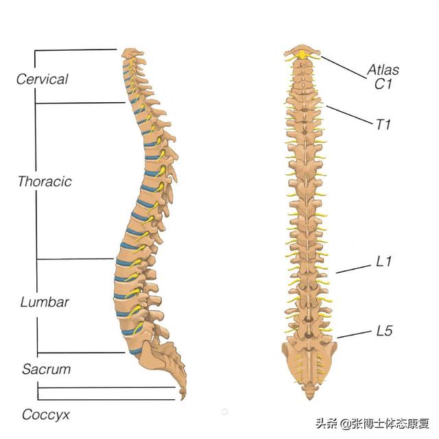 十个健康背部和强壮脊柱的小贴士（功能训练预防下背痛）