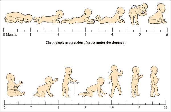 宝宝发育标准对照表1-12月（1-12个月宝宝发育对照表）