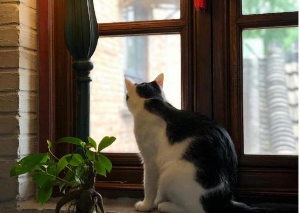 猫咪喜欢窗外吗（猫咪喜欢看窗外）