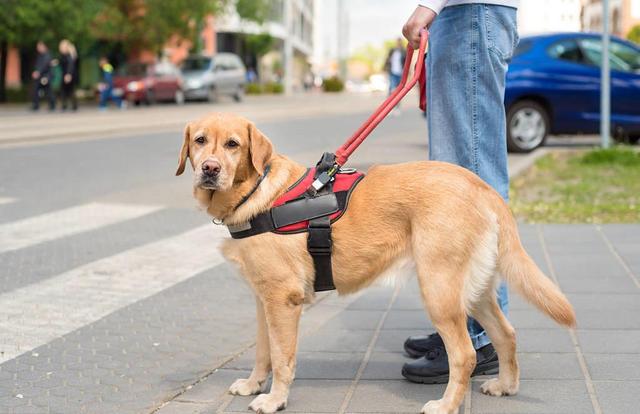 导盲犬被允许乘坐公交地铁（拒绝导盲犬乘地铁）(2)