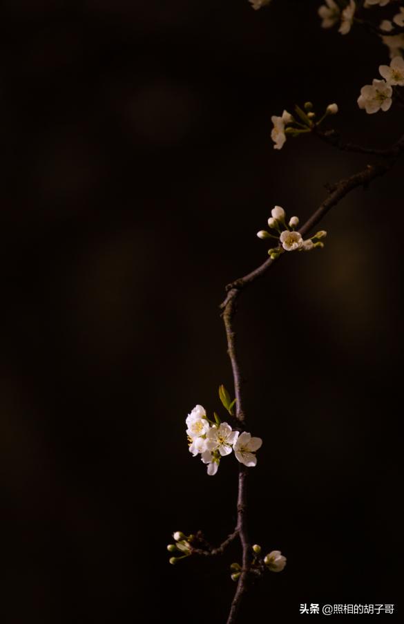 记忆里的春季摄影（摄影春天的样子）(4)