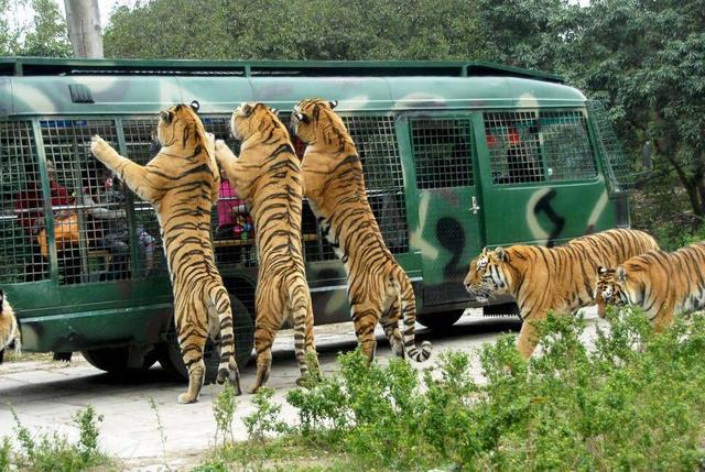 深圳市最大的动物园（深圳耗资2.5亿的动物园）(1)