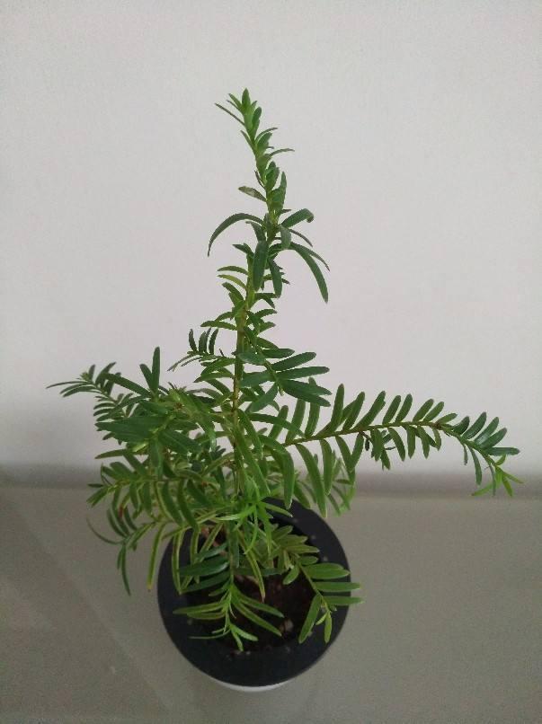 红豆杉怎么换盆不黄叶（养在室外就茂盛）(2)