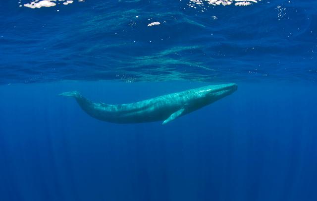 濒危物种鲸（物种百科蓝鲸）(3)