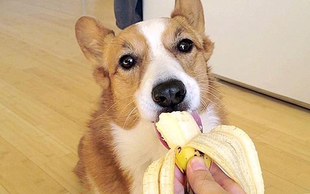 狗狗能吃多少香蕉（狗狗吃香蕉好处很多）