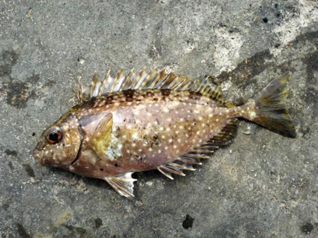 哪种鱼做饲料鱼好（沿海地区以前被当做肥料的鱼）(1)