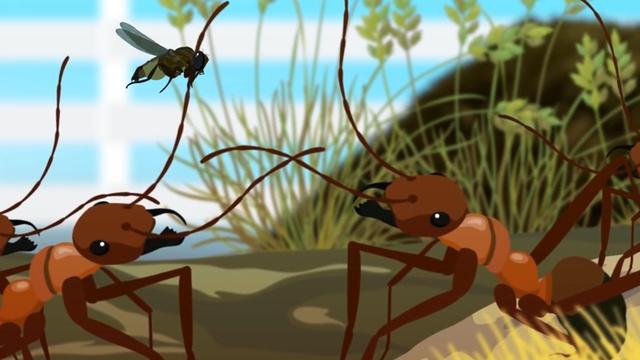 僵尸蚂蚁是怎么感染的（被僵尸真菌寄生后的僵尸蚂蚁已出现）(2)