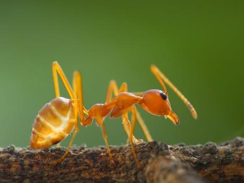 昆虫界力气最小的（昆虫的个头若和哺乳动物一样大）(2)