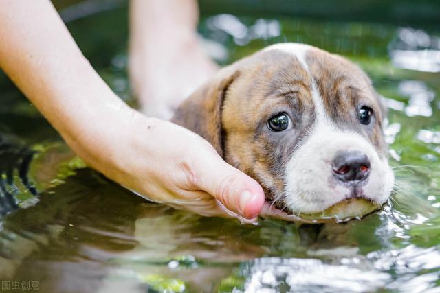 狗狗为什么不能每天洗澡（这5种情况下的狗狗）