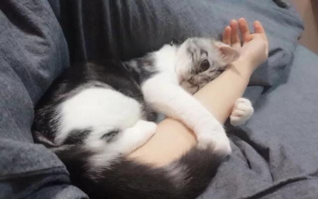 为什么猫咪喜欢睡在我脚上（猫咪喜欢在你身上踩来踩去）(5)