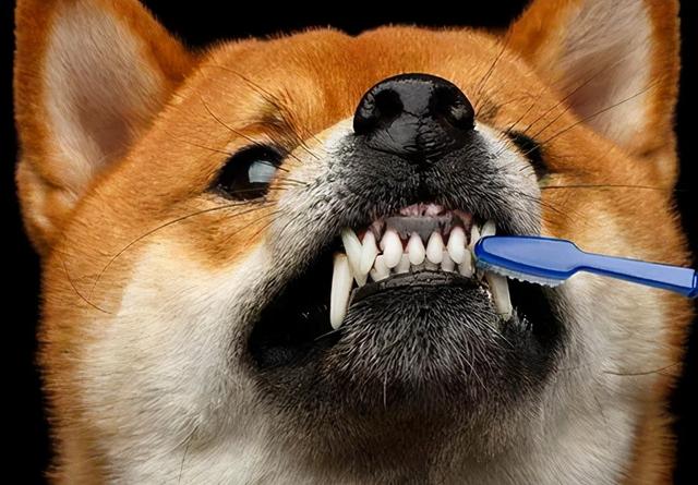 为什么不建议给狗狗刷牙（狗狗多大可以刷牙）(7)