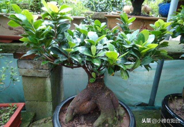 盆栽榕树怎么才能长大（养盆栽榕树一个小方法）(4)