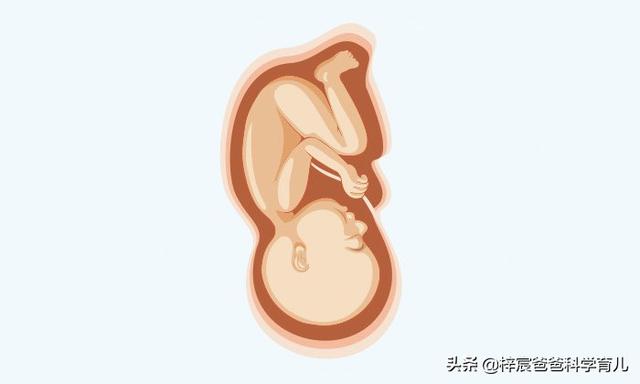 怀孕十个月胎儿身体变化（孕妇和胎儿每天都会发生着变化）(9)
