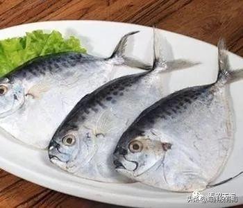 淡水银鲳（长得像一把菜刀的鱼）(1)