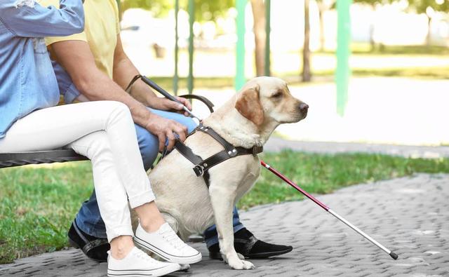 导盲犬被允许乘坐公交地铁（拒绝导盲犬乘地铁）(6)