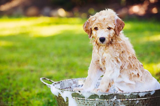 狗狗为什么不能每天洗澡（这5种情况下的狗狗）(2)