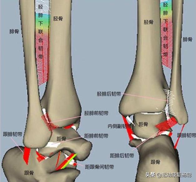 脚踝扭伤要怎么才能恢复（脚踝扭伤长期不好怎么办）(2)