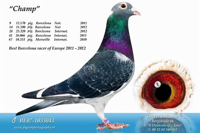 世界快速品系鸽排名（欧洲近年來公认的7个最佳长距离鸽系）(2)