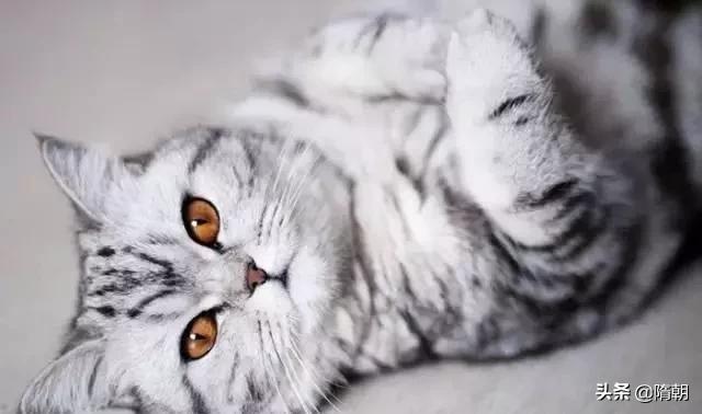 8种最漂亮的猫咪你喜欢吗？据说这是世界上最美的几只猫咪(9)