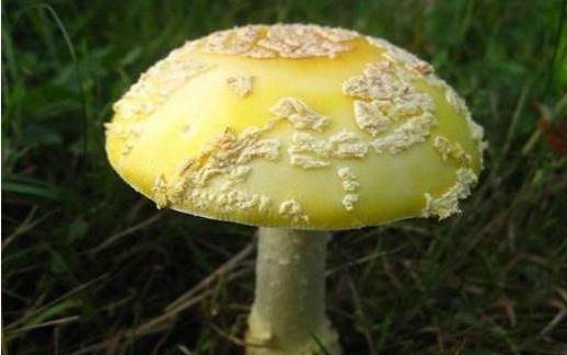 几种常见的食用蘑菇（夏季食用野蘑菇的秘诀）(3)