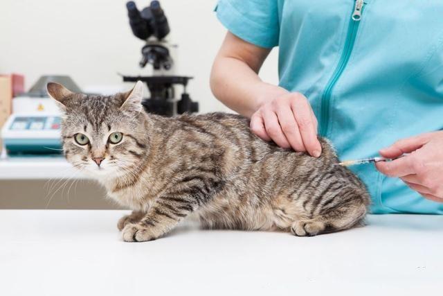 给猫咪打疫苗可以避免猫瘟吗（猫咪昨天刚打的疫苗）(4)
