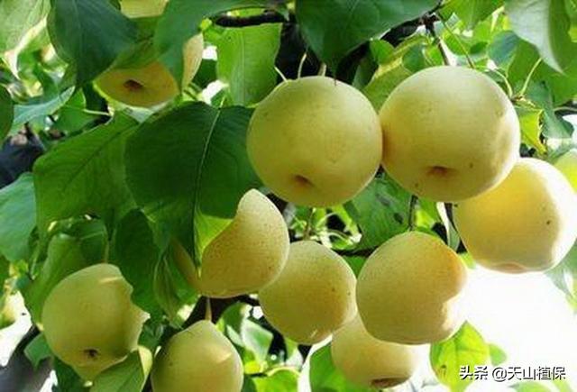 梨的品种哪一种最好吃（你见过几种有吃过几种呢）(2)