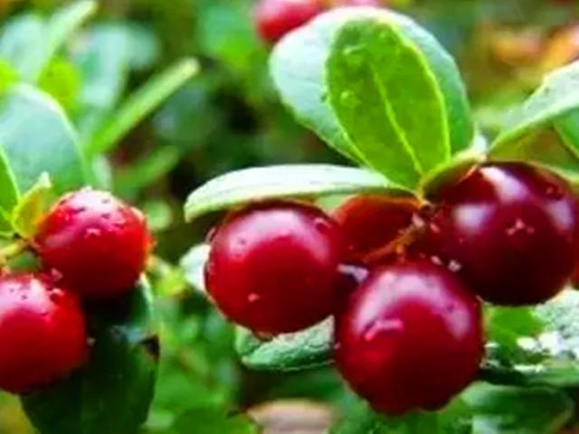 蔓越莓江西能种吗（北国红豆蔓越莓）(2)