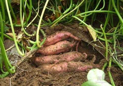 红薯的栽种时间是几月份（红薯适合几月份栽种）(4)