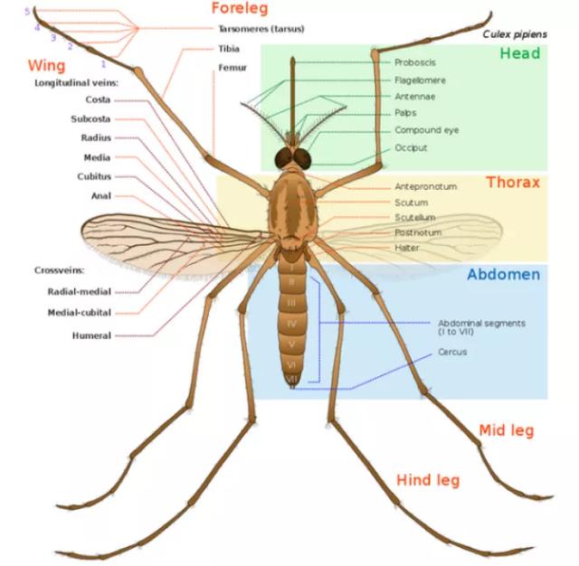 为什么夏天的蚊子不用打（你真的了解蚊子吗）(2)
