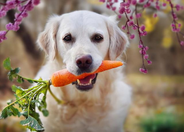 狗狗吃的食物有哪些（狗狗可以吃的10种人类食物）(8)