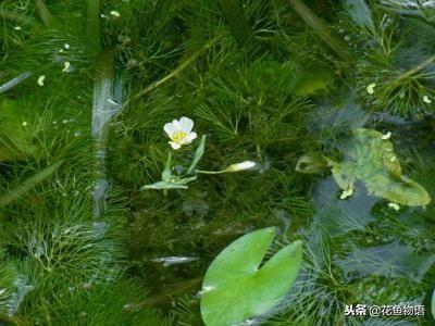日本绿球藻水草（水草系列金鱼藻）(6)