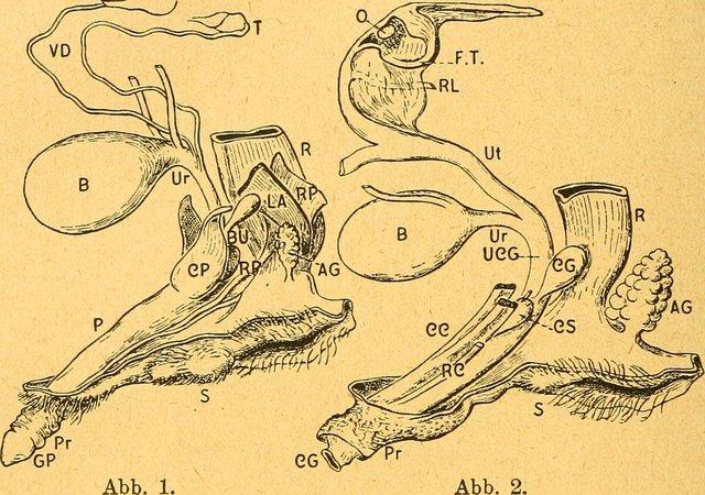 斑鬣狗进化过程（草原上的二当家）(11)