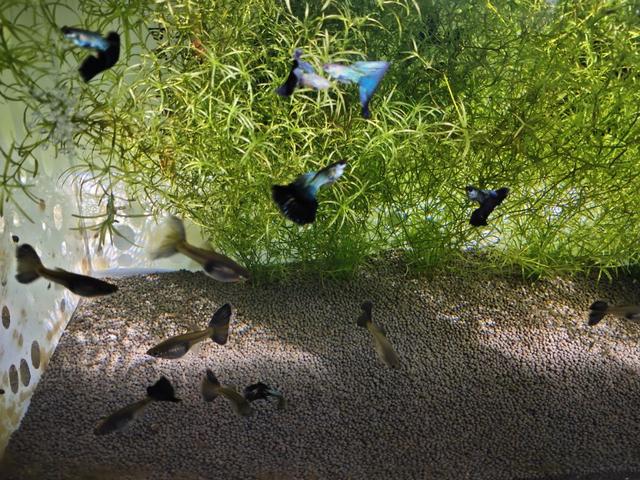 怎么养出一缸好绿水给孔雀鱼（打造一个近似完美的孔雀鱼空气缸）(1)