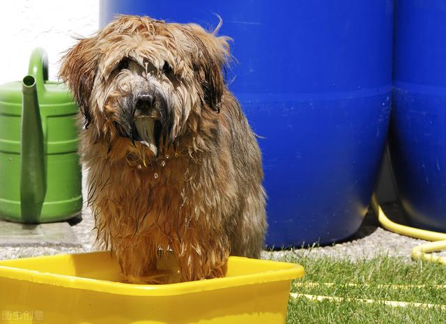 狗狗为什么不能每天洗澡（这5种情况下的狗狗）(3)