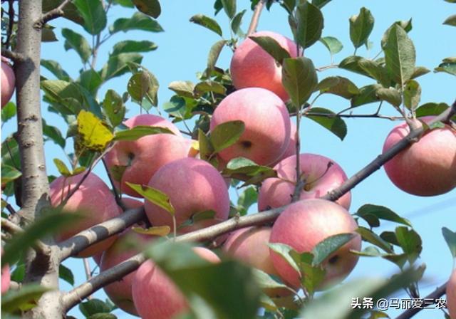 苹果树三个生长期是什么时间（苹果树生长发育的阶段性）(7)