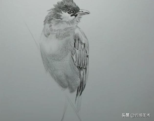 素描教程小鸟的画法步骤（新手入门必学素描小鸟）(4)