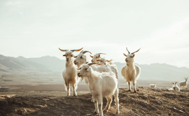 内蒙古的山羊肉（祁连山下的牧羊人）(1)