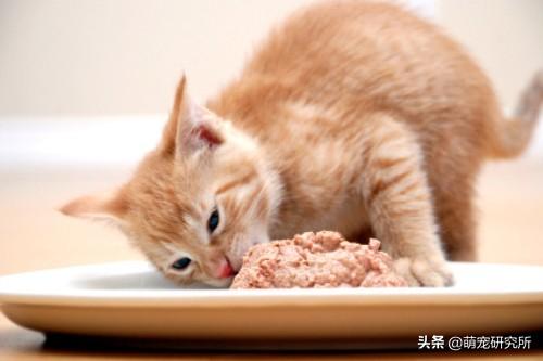 猫咪不喝水可以么（猫咪不喝水怎么办）(2)