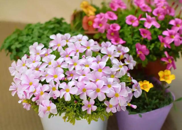 春天阳台适合养的花（适合春天的60种花）(59)