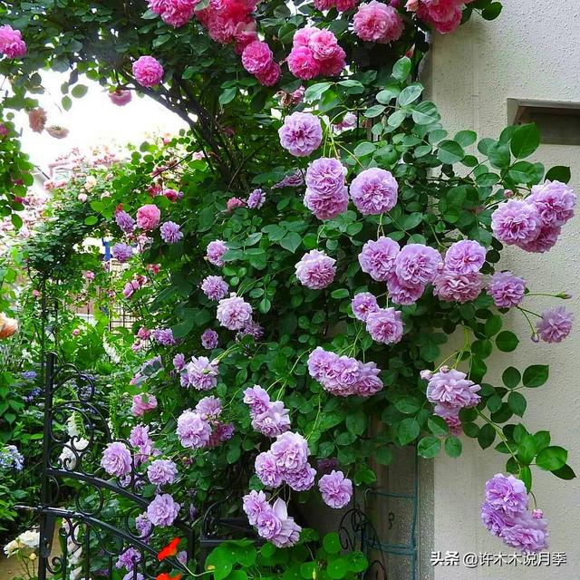 蔷薇和玫瑰月季的区别（玫瑰蔷薇月季如何区分）(2)
