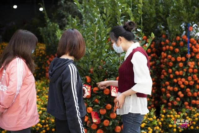 一分钟看懂花卉市场（深圳8大花卉市场）(50)