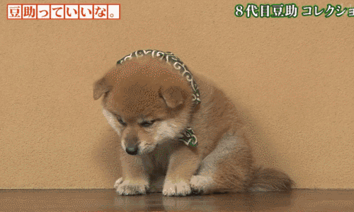 这个狗子倔强的表情太可爱（可爱的豆助可爱的狗子呀）(3)