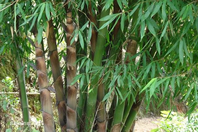 世界上最大的竹子又粗又细（世界上最高的竹子-龙竹）(3)
