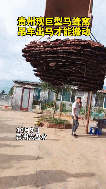 贵州一家出现巨型马蜂窝（贵州出现巨型马蜂窝）(1)