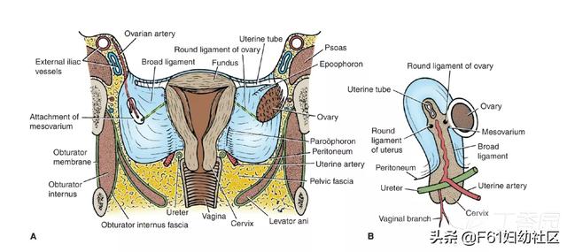 子宫侧面解剖（女性生殖解剖子宫部分）(10)
